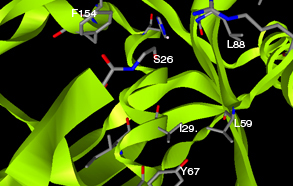Side chain view of active site residues